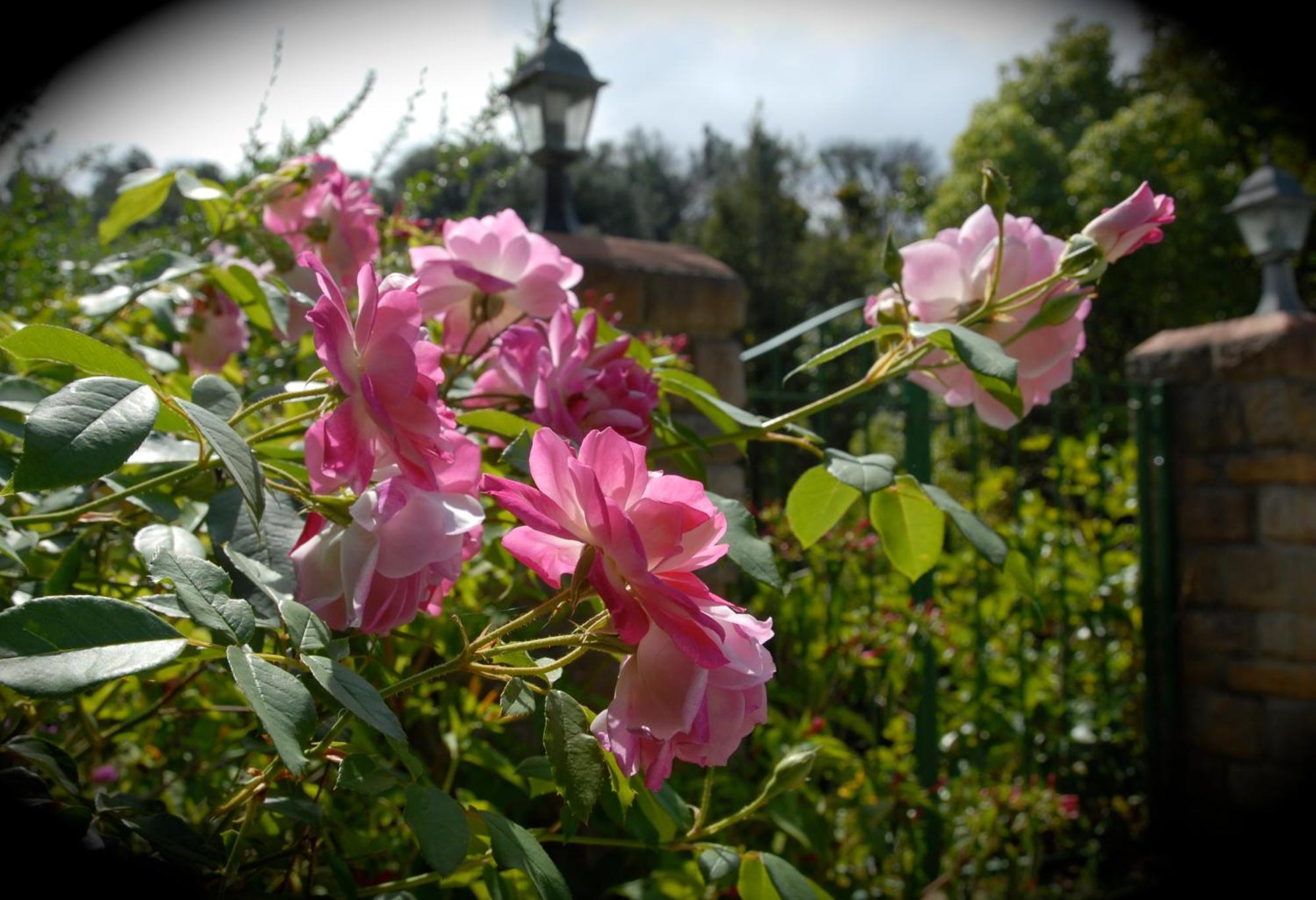 Edenwood House Hotel George Bagian luar foto